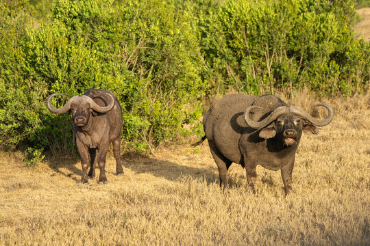 African buffalo (Syncerus caffer) standing in the tall grass of the savannah with an oxpecker bird, Meru National Park, Kenya. 