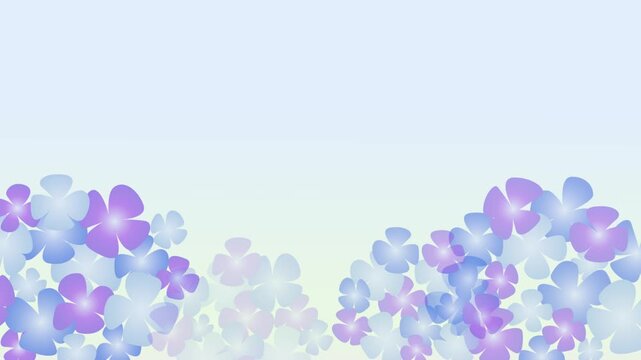 Hydrangea flowers animation with purple and blue petals appearing and growing on light blue background with copy space for rainy season or summer greeting card banner.