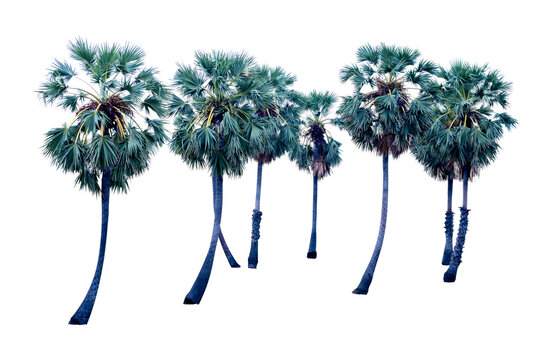 Top view of Asian Palmyra palm, focus selective