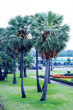 Top view of Asian Palmyra palm on the green field, focus selective