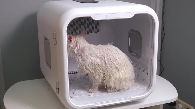 Close-up of a white cat being dried in a pet dryer after a bath. The scene shows a modern pet grooming salon. A wet and freezing cat sits inside the special drying machine.