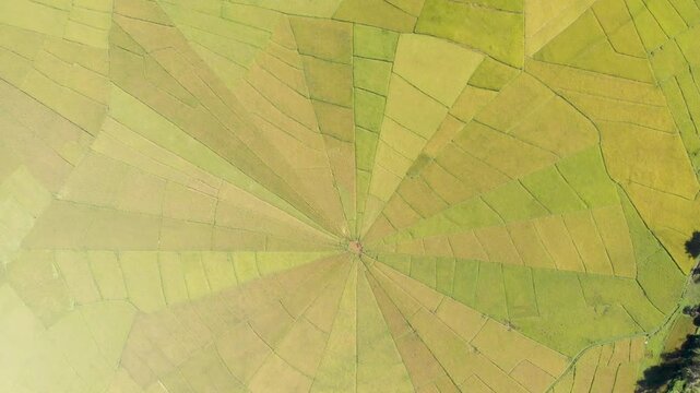 Aerial top view of the famous spider web rice paddies near Ruteng on Flores Island, Indonesia, showcasing geometric agricultural patterns in vibrant green and golden tones.