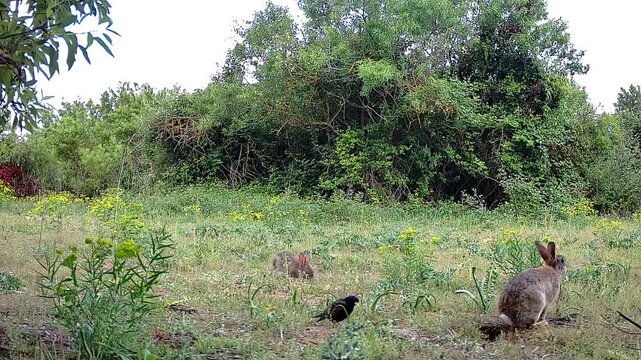 Lapins de garenne et &eacute;tourneau sansonnet dans la campagne