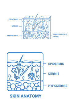 Detailed blue outline diagrams illustrating human skin anatomy with epidermis dermis and hypodermis layers