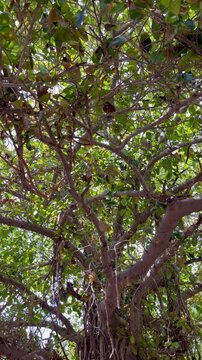 A large group of crows filmed on the branches of a tree.
