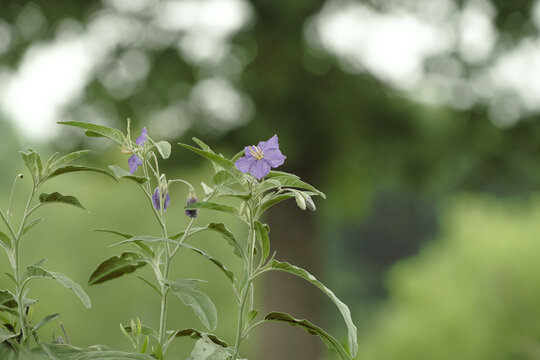 Close-up of a blooming Silverleaf Nightshade plant in a natural Texas landscape
