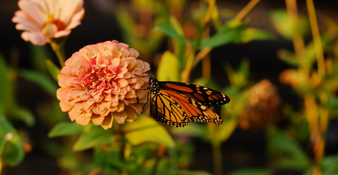 Monarch butterfly perched on a peach zinnia flower in a sunny garden