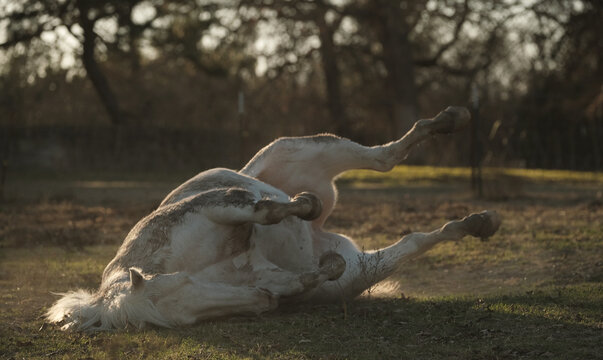 White horse rolling on its back in a grassy Texas pasture at sunset