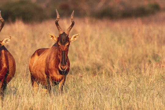 View of a Red Hartebeest standing in the tall dry grass of the savanna during golden hour in Waterberg District Municipality, Limpopo, South Africa.