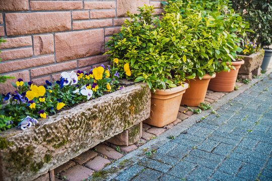 Potted flowers and plants on a sidewalk in historical city