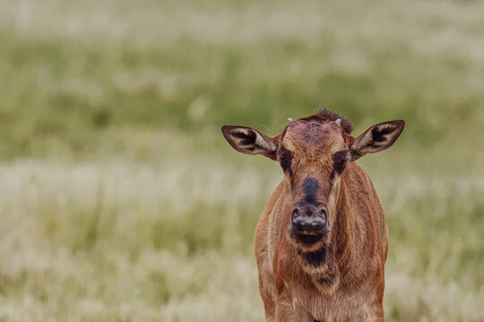 View of a young wildebeest calf standing in the tall grass of the savanna at Welgevonden Game Reserve, Waterberg District Municipality, Limpopo, South Africa.