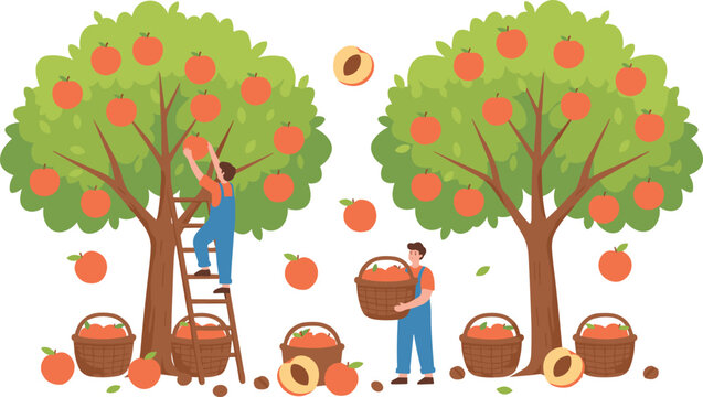 Fruit harvesting vector illustration with farmers picking peaches from trees, baskets of fresh fruit, and orchard agriculture artwork