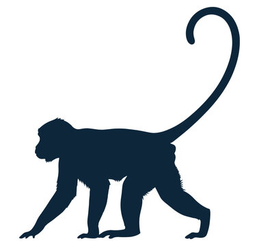 Monkey silhouette walking with long tail on white background