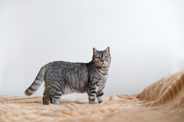 A handsome grey tabby cat stands alert on a textured beige bedspread. Side view of the cat looking at the camera against a clean white background. Minimalism in pet photography. © Julia
