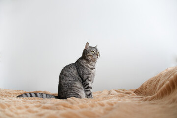 A majestic grey tabby cat sitting upright on a soft blanket, looking curiously to the side. Profile view of a domestic feline against a plain white wall © Julia