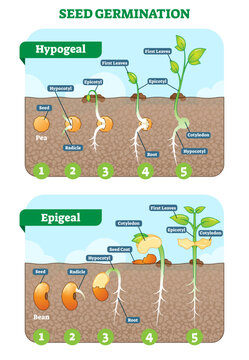 Seed germination cross section illustration in stages, transparent background. Hypogeal and epigeal types. Plant gardening information.