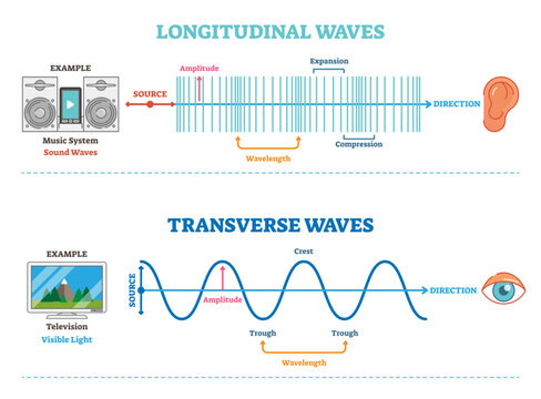 Longitudinal and Transverse wave type, illustration scientific diagram with wave structure and difference, transparent background. Sonic and visual perception principle.