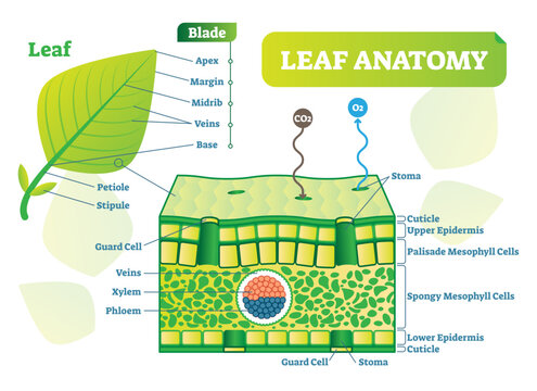 Leaf anatomy illustration diagram, transparent background. Biological macro scheme poster with leaf inner layers, veins and breathing oxygen exchange.