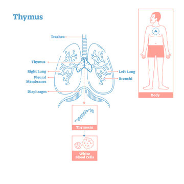 Thymus gland of Endocrine System, transparent background.Medical science illustration diagram.Biological education scheme.