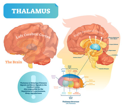 Thalamus illustration, transparent background. Labeled medical diagram with brain structure. Educational scheme with isolated callosum, hippocampus, pituitary gland and medulla oblongata.