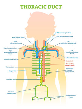 Thoracic Duct anatomical illustration diagram, medical scheme, transparent background.