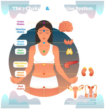 7 Chakras and Endocrine System, Esoteric Healing Therapy Vector Illustration Body Diagram Scheme with All Chakra Names and Corresponding Body Processes, transparent background.