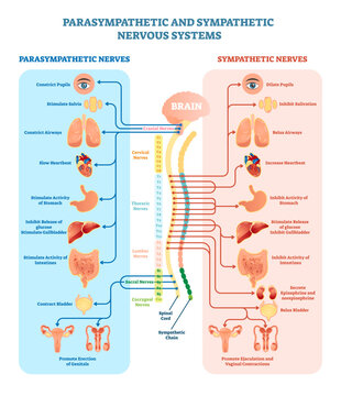 Human nervous system medical illustration diagram with parasympathetic and sympathetic nerves and all connected inner organs through brain and spinal cord, transparent background.