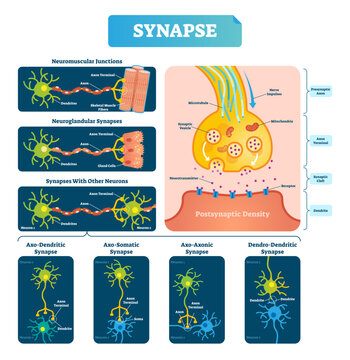 Synapse illustration, transparent background. Labeled diagram with neuromuscular junction, glandular and other neirons example. Closeup with isolated axon, cleft and dendrite structure.