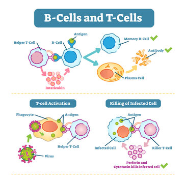 B-cells and T-cells schematic diagram, illustration, immune system cell functions, transparent background.