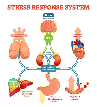 Stress response system illustration diagram, nerve impulses scheme, transparent background. Educational medical information.