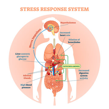Stress response system illustration diagram, nerve impulses scheme, transparent background. Educational medical information.