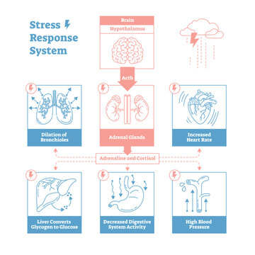 Stress response biological system illustration diagram,anatomical nerve impulses scheme with brain, adrenal glands, heart rate, blood pressure, breathing and other processes.