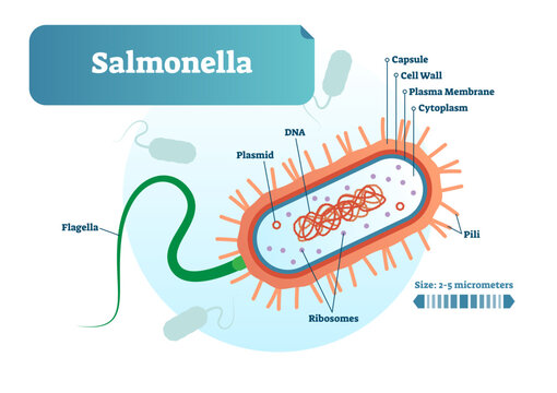 Salmonella micro biological illustration cross section labeled diagram, transparent background. Medical research information poster. Inner bacterial structure.
