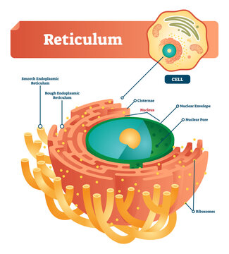 Reticulum labeled illustration scheme, transparent background. Anatomical diagram with smooth and rough endoplasmic reticulum. Closeup with cisternae, nucleus, ribosomes.