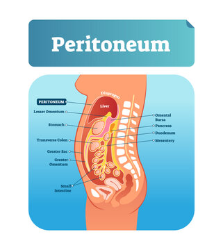 Peritoneum illustration, transparent background.Labeled medical membrane location scheme.Gastrointestinal structure diagram with educational physiological human side view.