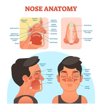 Nose anatomy medical illustration diagram with nasal cavity, mouth, sinuses and nose cartilage, transparent background.