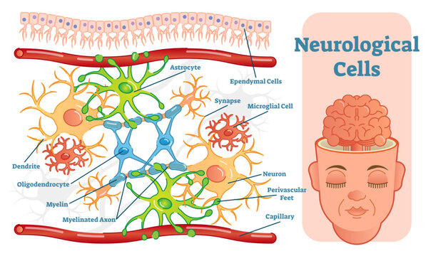 Neurological cells illustration diagram, infographic scheme, transparent background.