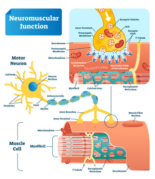 Neuromuscular junction illustration scheme, transparent background. Labeled medical infographic. Motor neuron and muscle cell structure closeup. Diagram with myofibril and muscle fibers.