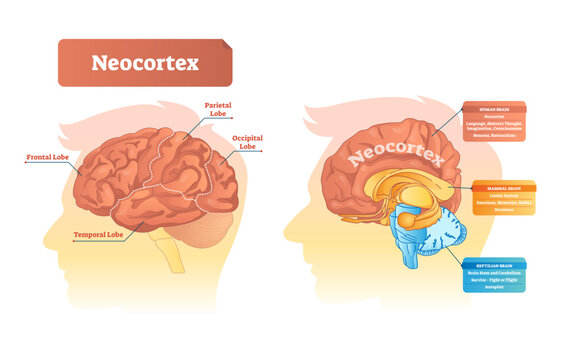 Neocortex illustration, transparent background. Labeled diagram with location and functions. Frontal, parietal, occipital and temporal lobe scheme for human, mammal and reptilian brain.