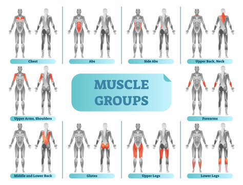Female muscle groups anatomical fitness illustration, sports training informative chart, transparent background.