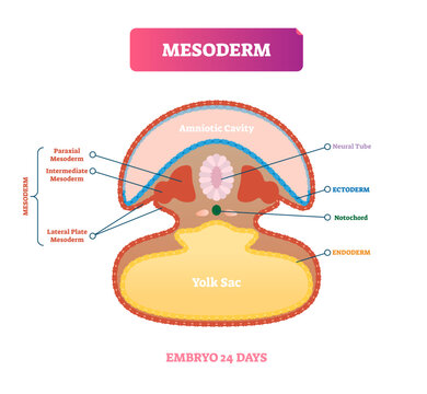 Mesoderm illustration, transparent background. Labeled medical diagram with embryo structure. Neural tube, ectoderm, notochord, endoderm, paraxial, intermediate and lateral scheme.