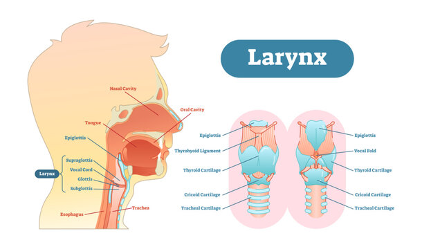 Larynx anatomical illustration diagram, educational medical scheme with nasal cavity, larynx, trachea and esophagus, transparent background.Kywd