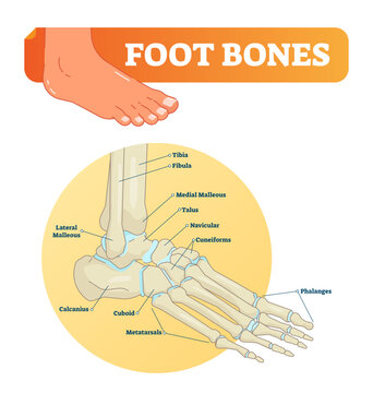 Foot bones illustration with icons, transparent background. Medical diagram with tibia, fibula, malleous, talus and navicular. Educational scheme with labeled cuneiforms, cuboid, lateral.