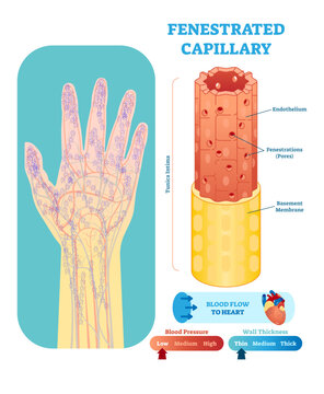 Fenestrated capillary anatomical illustration cross section with tunica intima, endothelium and basement membrane.