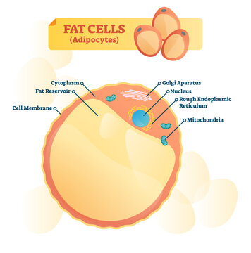 Fat cell structure illustration, transparent background. Labeled anatomical adipocytes scheme. Cytoplasm, reservoir, golgi apparatus and endoplasmic reticulum educational diagram.