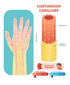 Continuous capillary anatomical illustration cross section with tunica intima, endothelium and basement membrane.