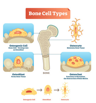 Vector illustration of human bone cell types, transparent background. Scheme of osteogenic cell, osteoblast and osteocyte. Medical diagram visualization of stem cells, bone tissue.