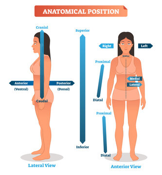 Vector illustration of anatomical positions, transparent background. Scheme of superior, inferior and proximal, distal locations, as well as medial, lateral and anterior, posterior sides.