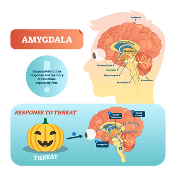 Amygdala medical labeled illustration, transparent background. Anatomical scheme with visual thalamus, cortex and response to threat. Diagram with cerebrum, thalamus and corpus callosum.