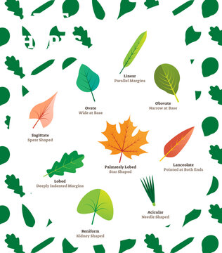 Leaf shapes illustration, transparent background. Beautiful labeled leave kinds collection with linear, obovate, sagittate and palmately lobed examples.